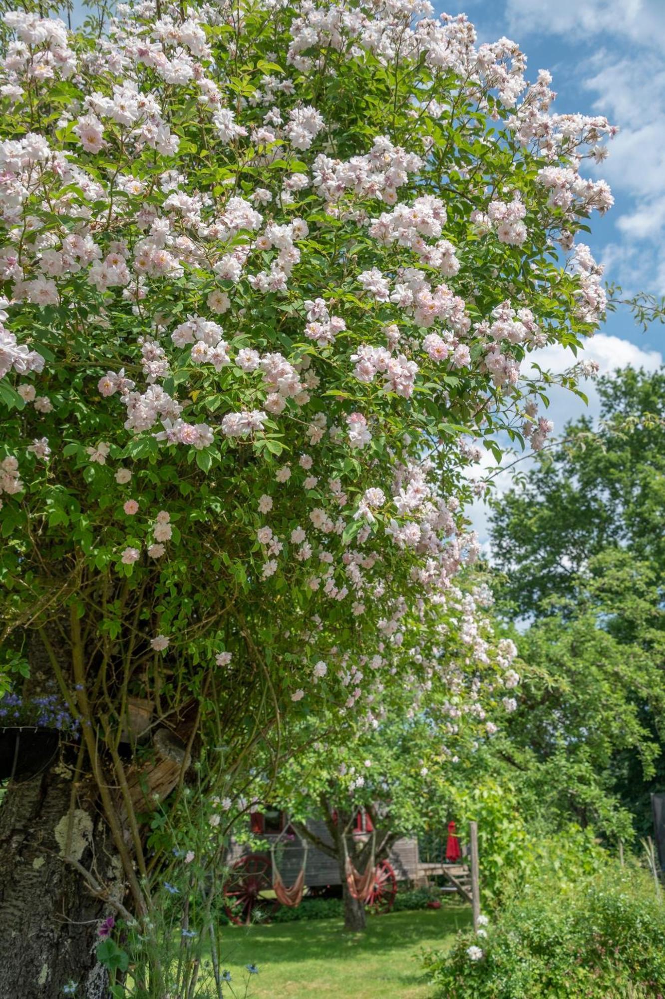 Roulotte Le Temps De Rever Bed & Breakfast Saint-Michel-sur-Meurthe ภายนอก รูปภาพ